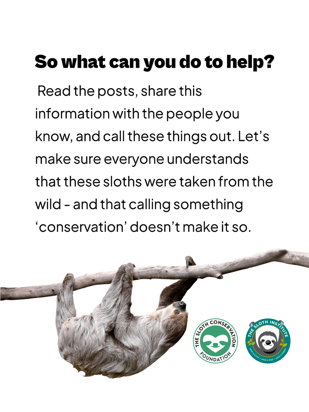 Tales from the Jungle | January 2026 — The Sloth Conservation Foundation