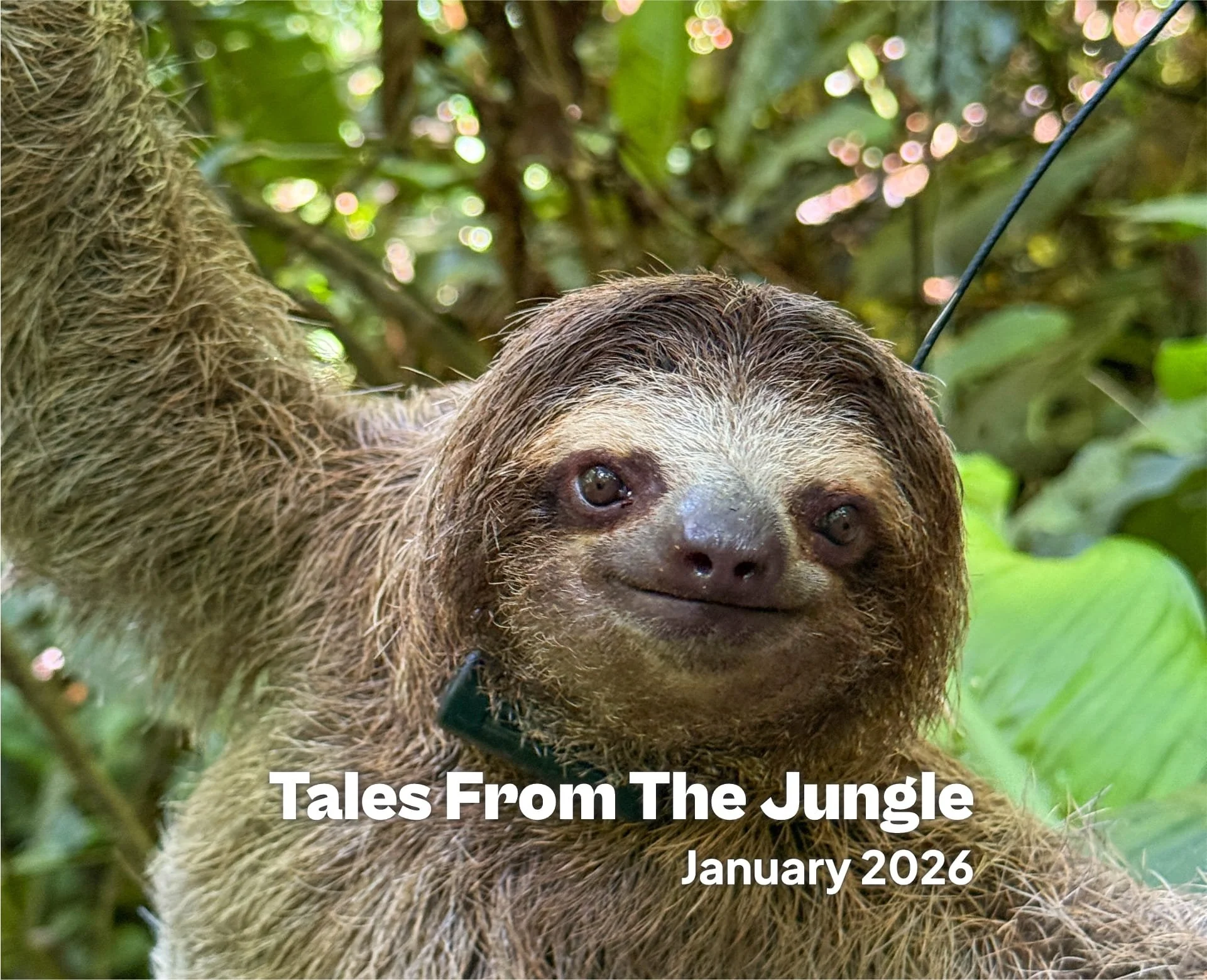 Tales from the Jungle | January 2026 