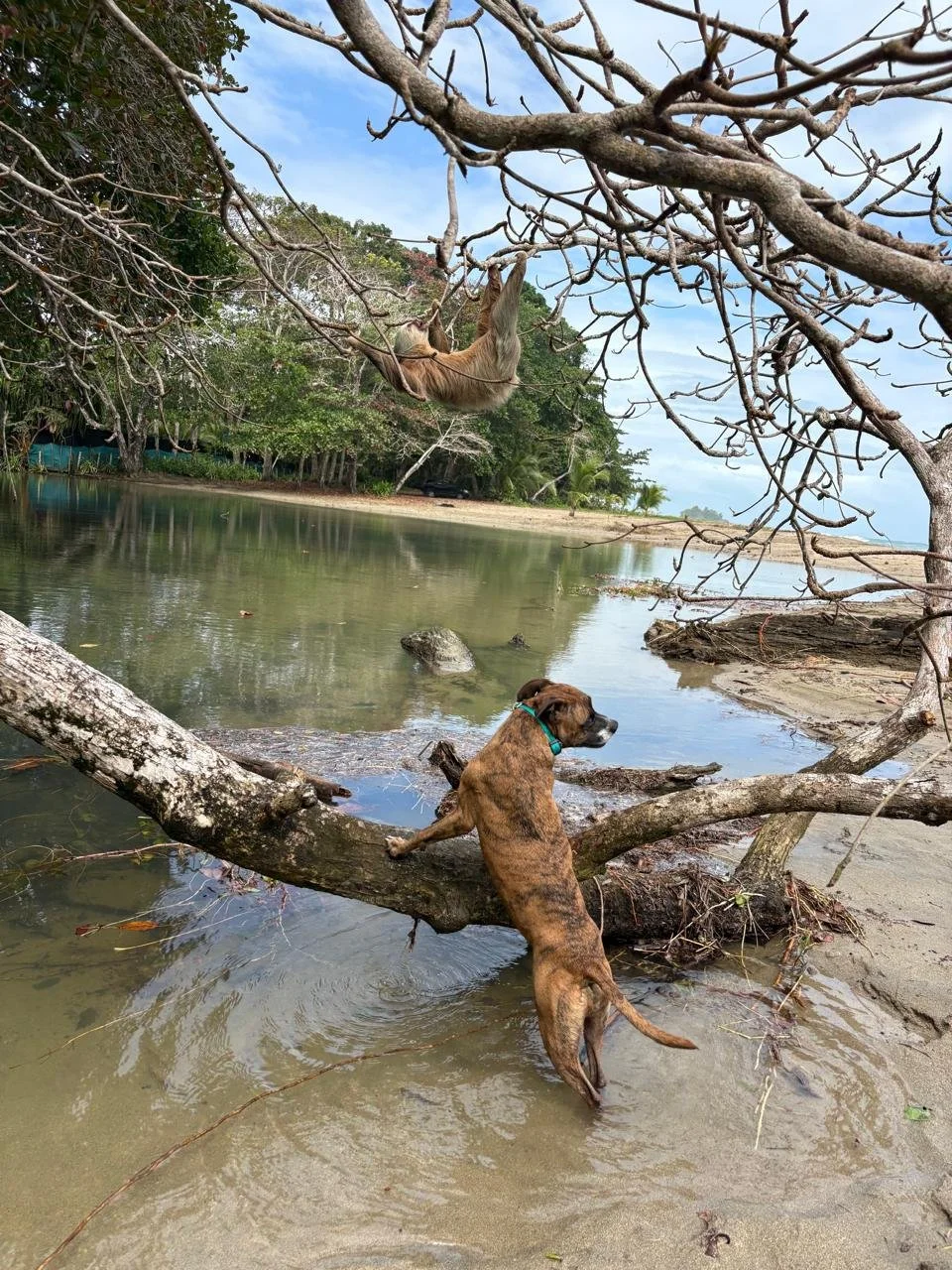 When Dogs Meets Sloths