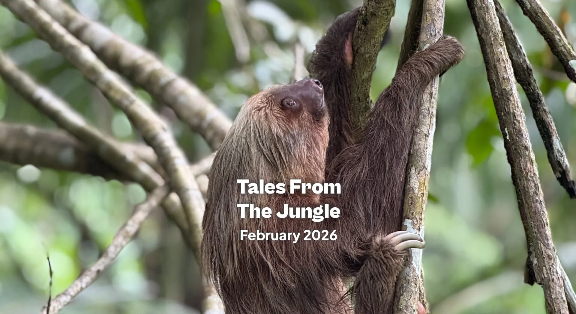 Tales from the Jungle | February 2026