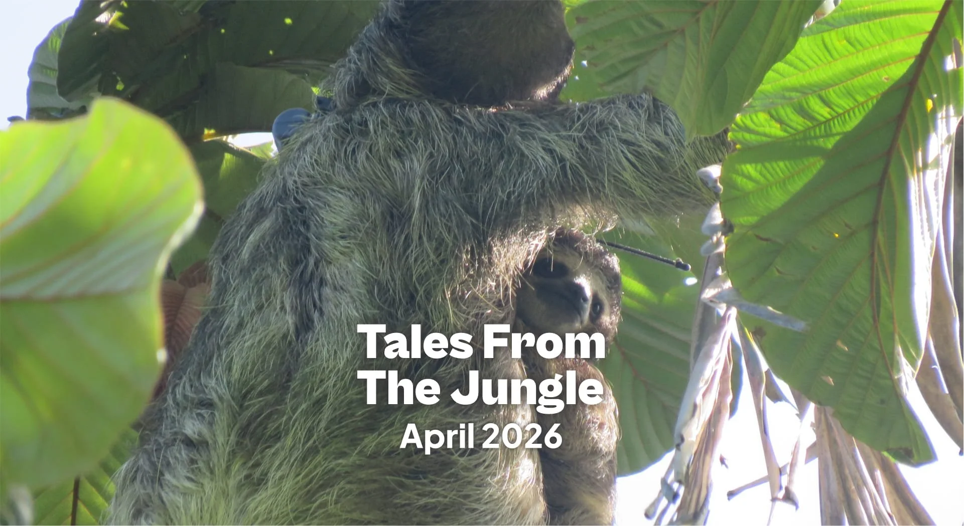Tales from the Jungle | April 2026 