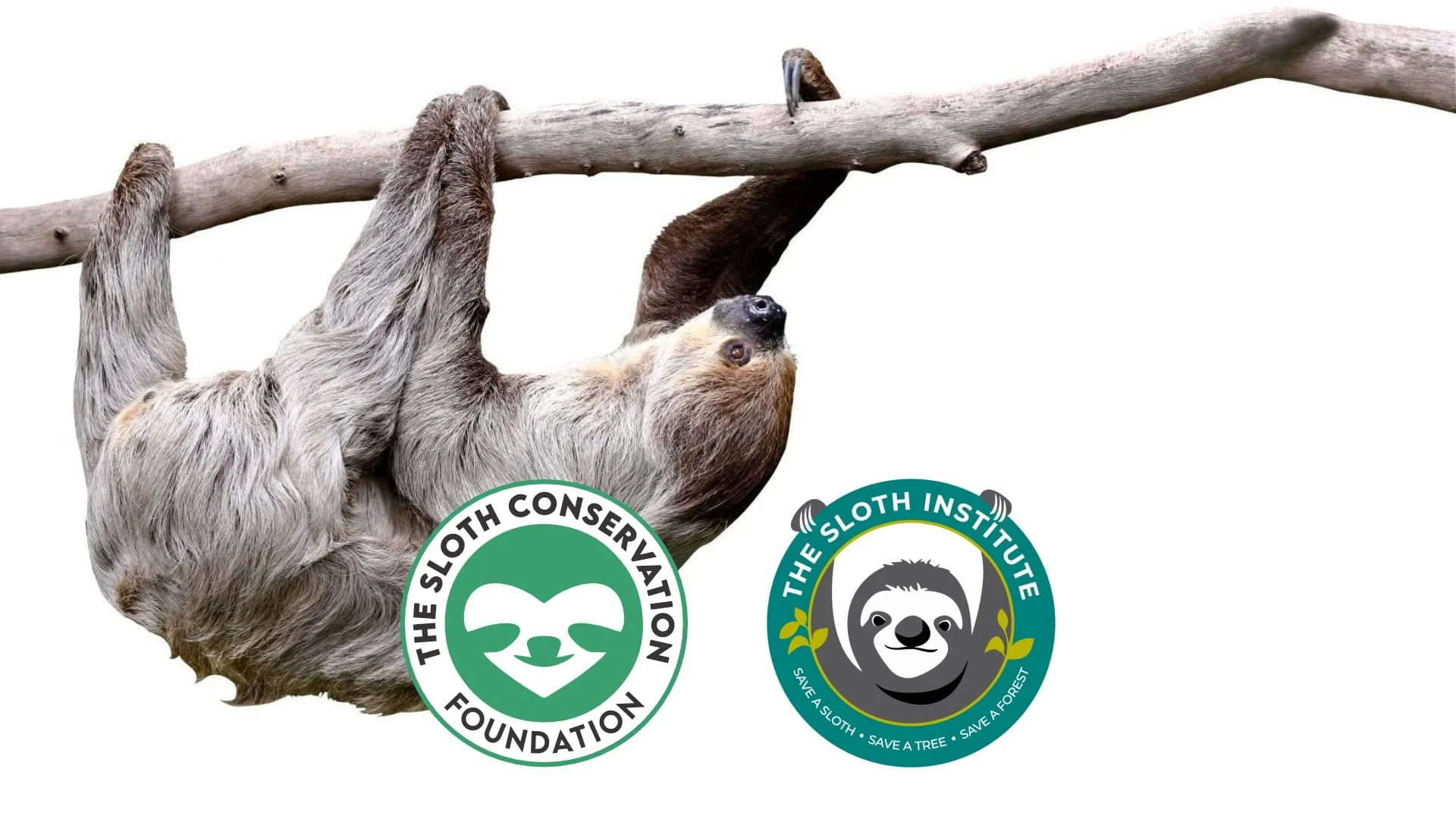 Help Us End the Commercial Sloth Trade in the United States | Sign The Petition