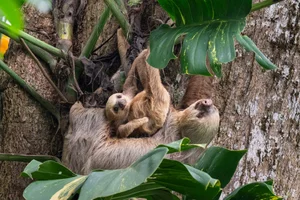 Sloth World Orlando and the Slotharium: Conservation or Captive ...