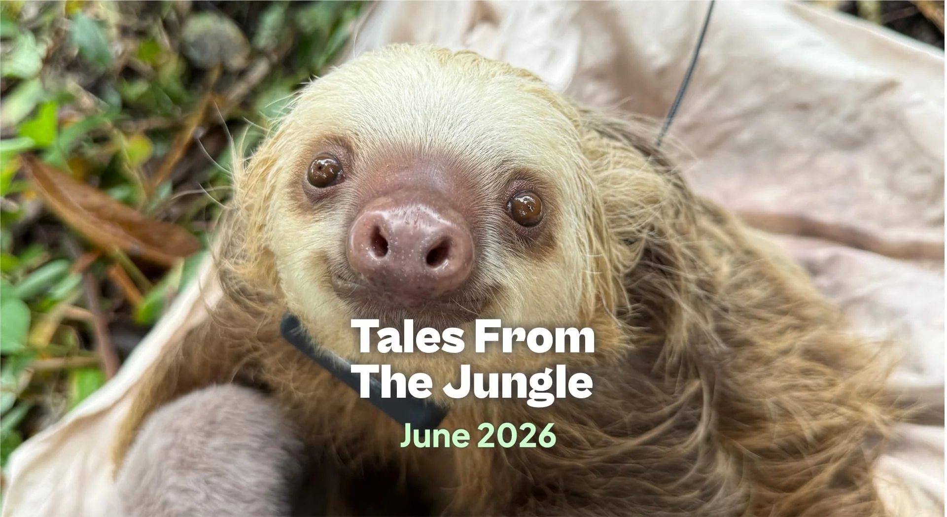 Tales from the Jungle | June 2026