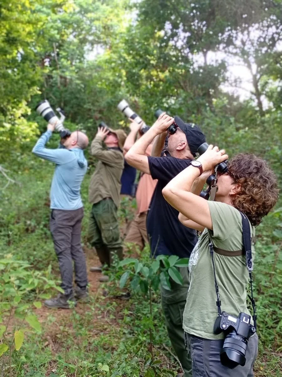 How Maned Sloths Are Helping Build a Sustainable Economy in Brazil's Atlantic Forest