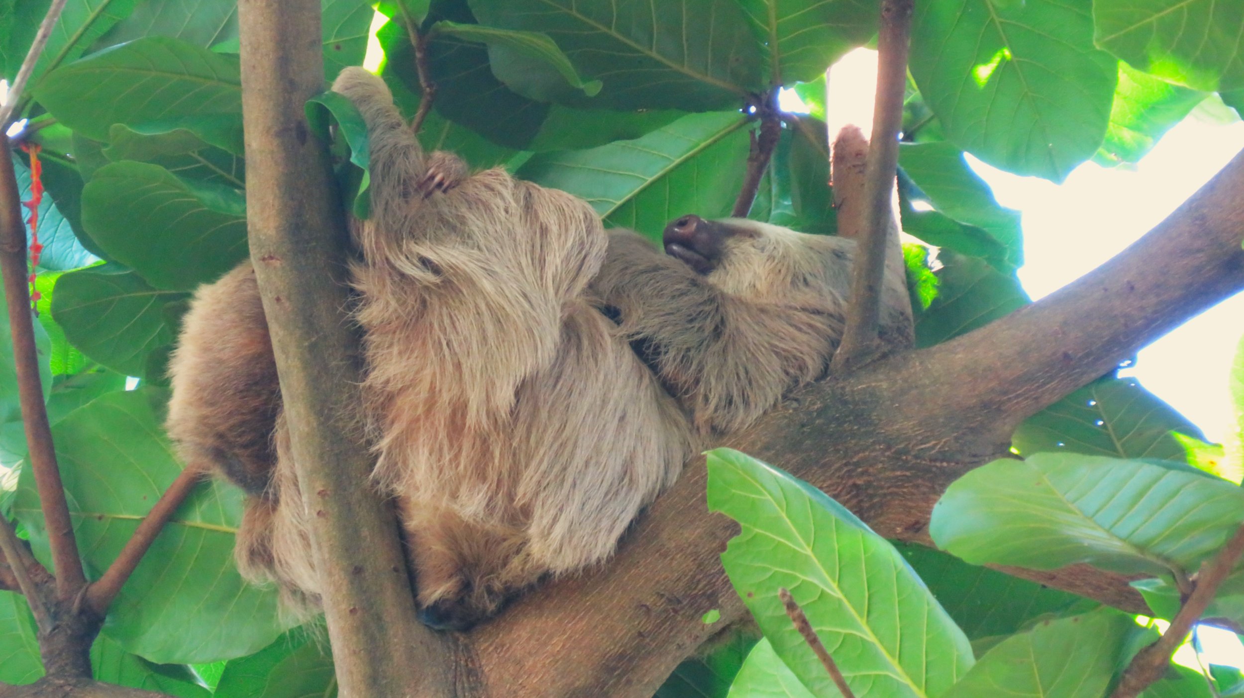 Kiwi is growing | June 2026 
