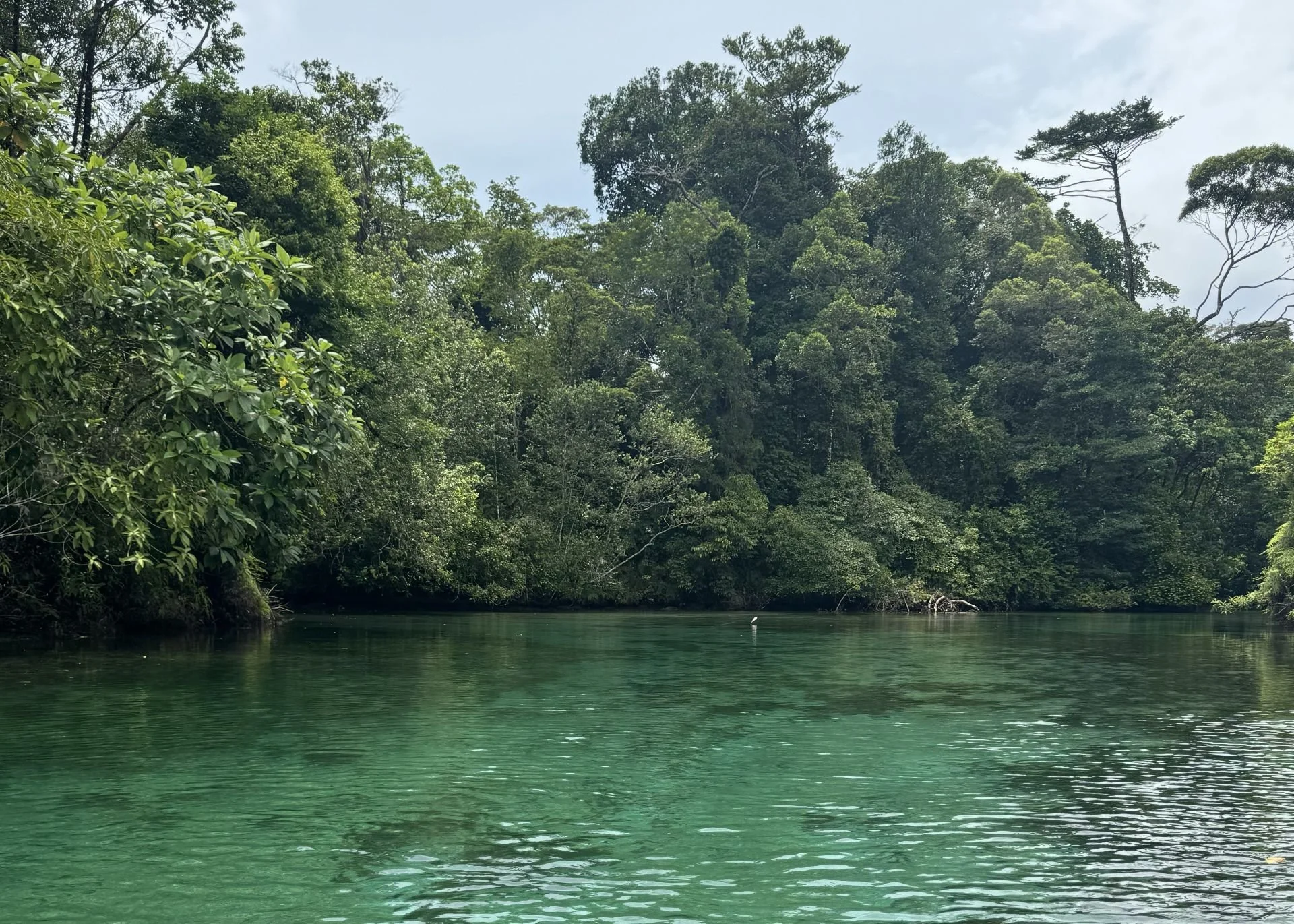 Why Sloths Need Mangroves | World Mangrove Day