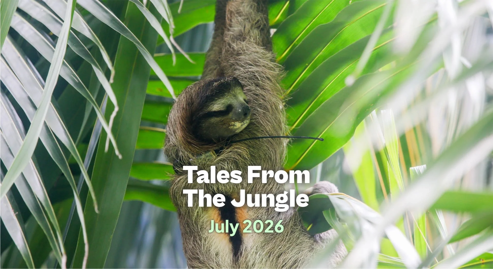 Tales from the Jungle | July 2026