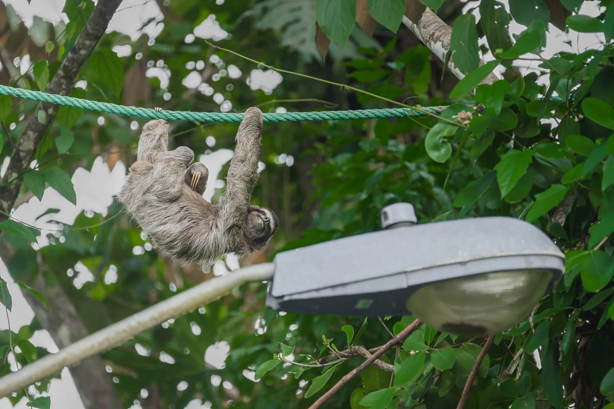 Costa Rica Approves Landmark Law Requiring Wildlife Crossings in Public Infrastructure