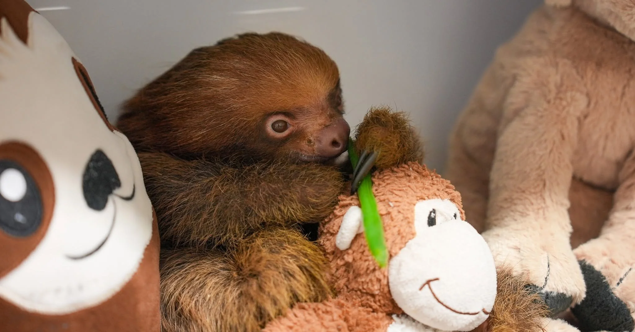 OCSO Found No Criminal Neglect in 57 Sloth Deaths at Sloth World Orlando. Here’s What Their Own Investigation Reveals.&nbsp;