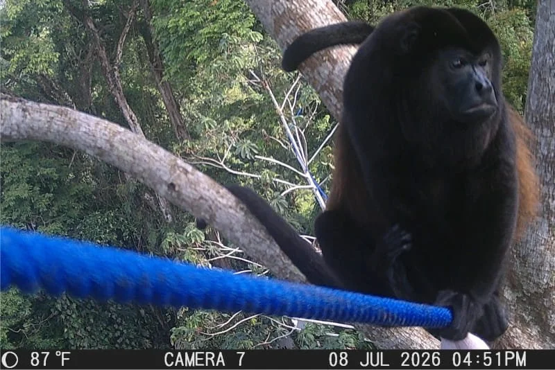 camera trap martita bridge SC 398 howler (1).jpg