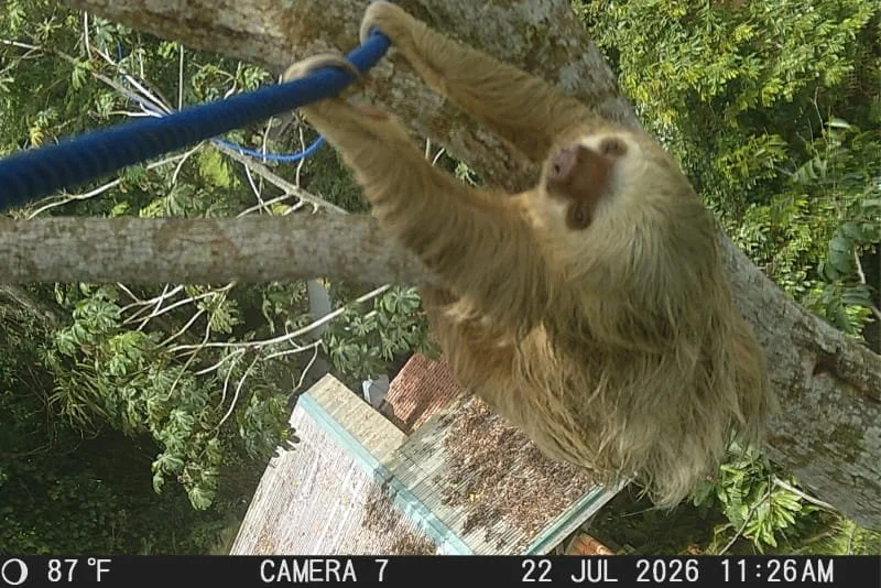 camera trap martita bridge SC 398 (1).jpg