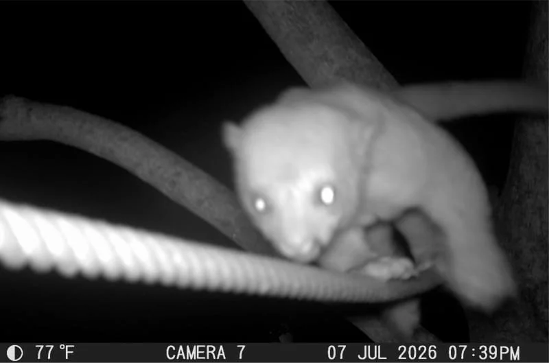 camera trap martita bridge SC 398 kinkajou (1).jpg