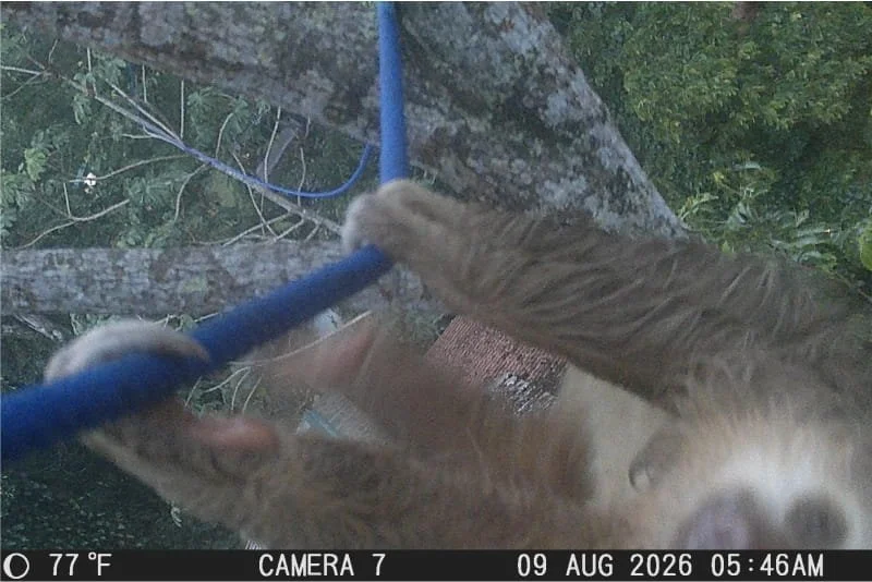 camera trap martita bridge SC 398 sloth 2F.jpg