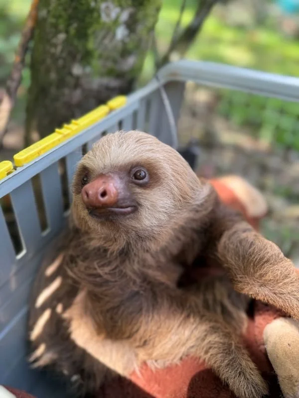 Close-up of a sleeping baby sloth