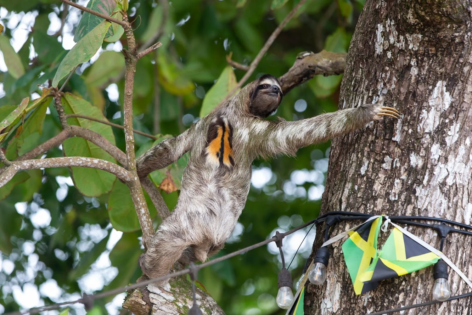 Why Do Male Sloths Have an Orange Patch on Their Back? Scientists May Finally Have An Answer