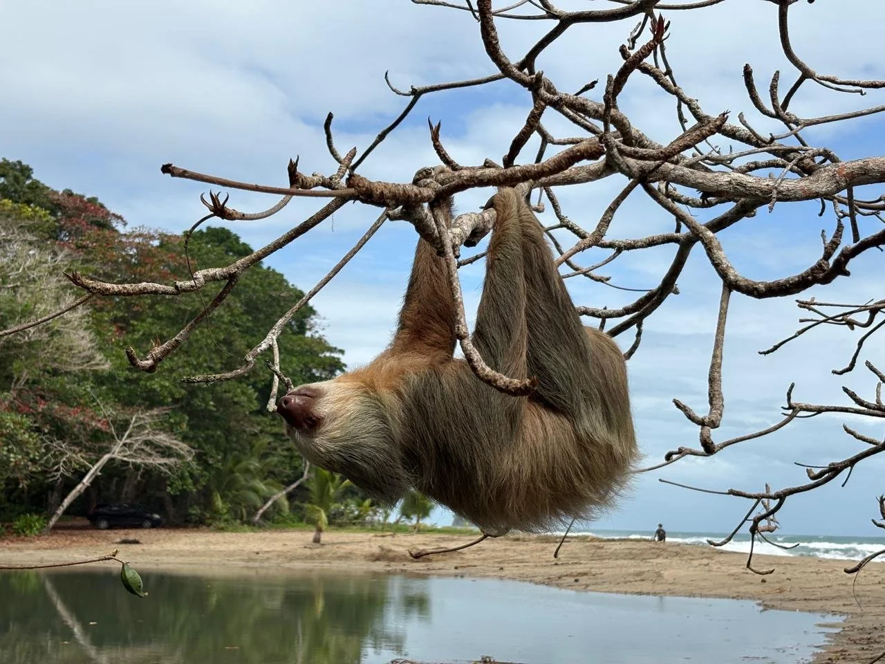 Sloth perched on a branch by the beach in Costa Rica