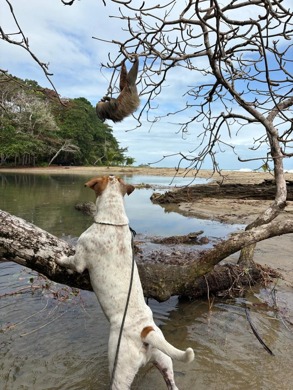 When Dogs Meet Sloths — The Sloth Conservation Foundation