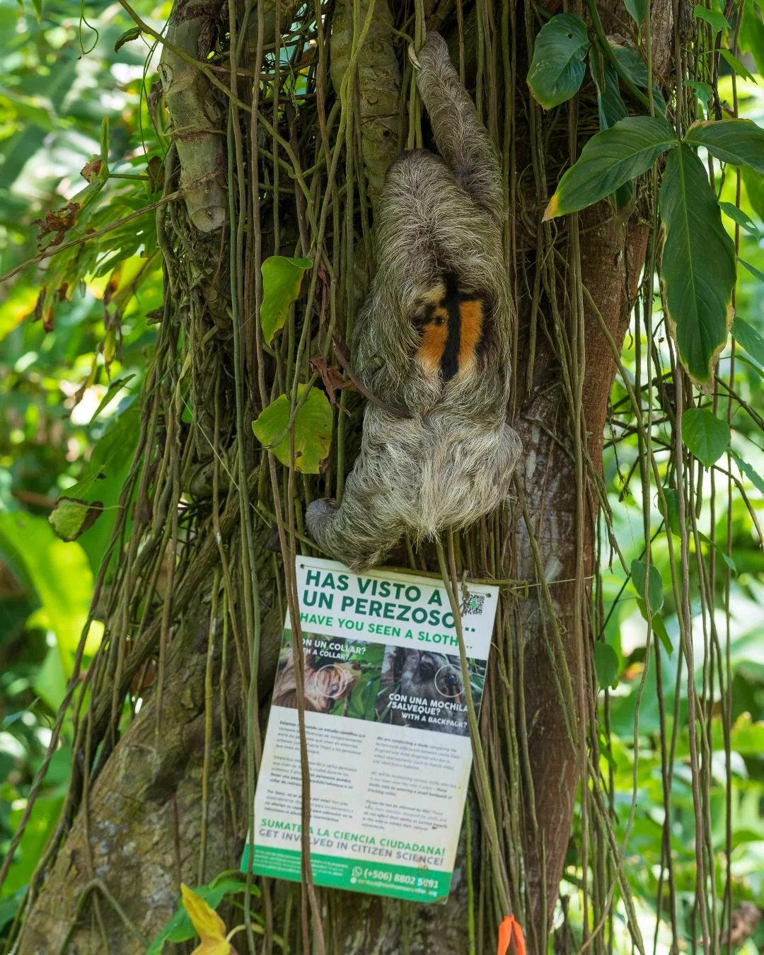 Why Do Male Sloths Have an Orange Patch on Their Back? Scientists May ...
