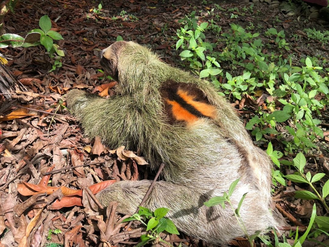 Why Do Male Sloths Have an Orange Patch on Their Back? Scientists May ...