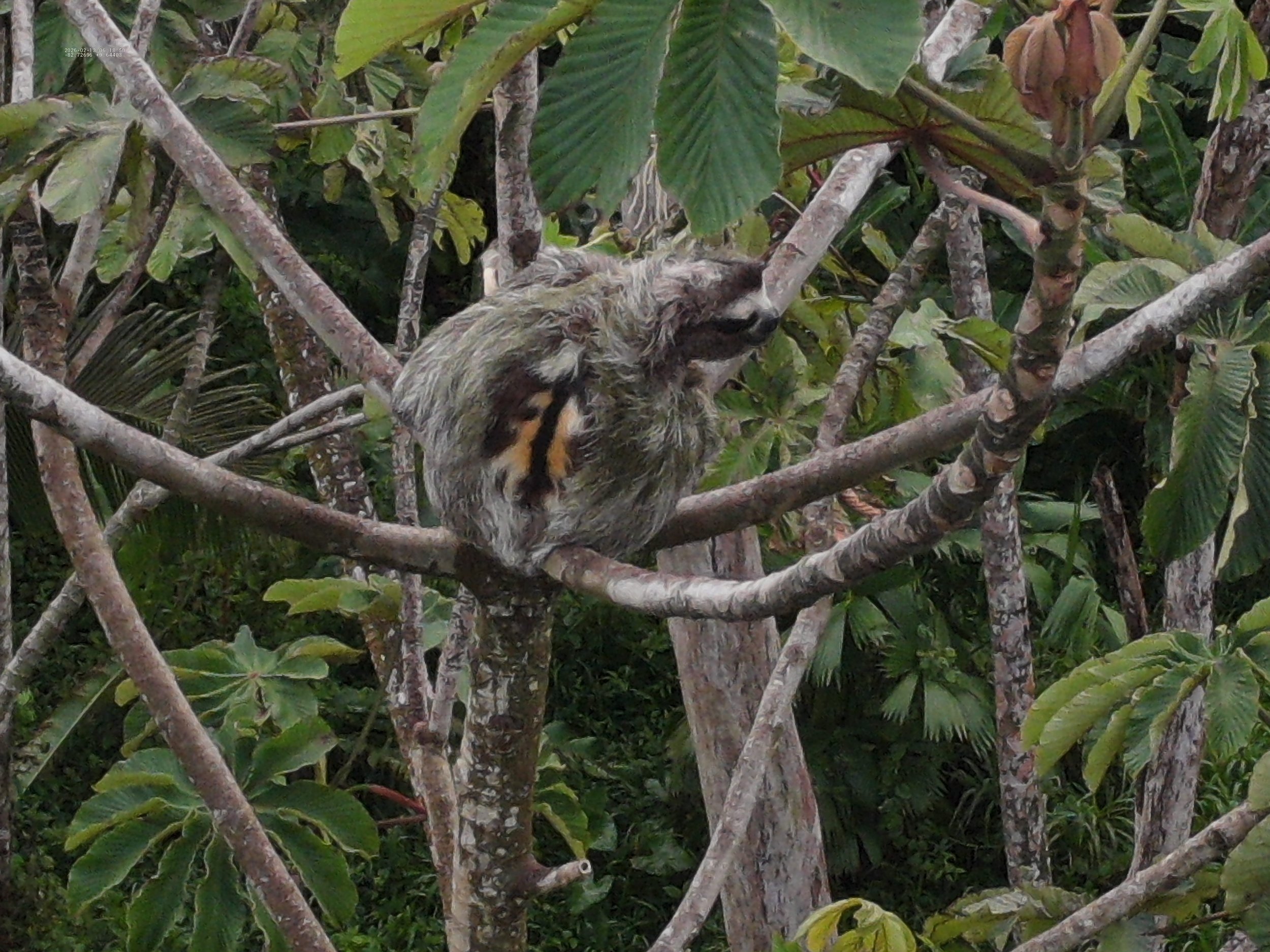 male sloth sitting on a branch. Drone Image