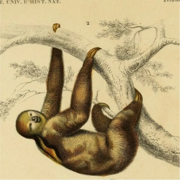 The SlothOpedia | Discover & Support Sloth Conservation — The Sloth ...
