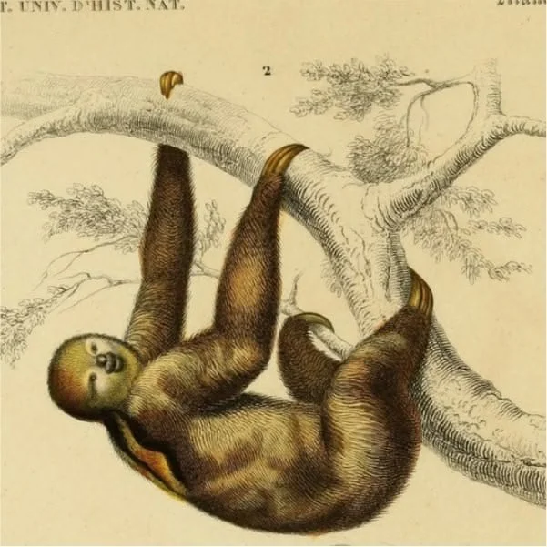 Sloth Programming Language The SlothOpedia | Discover & Support Sloth Conservation — The Sloth ...
