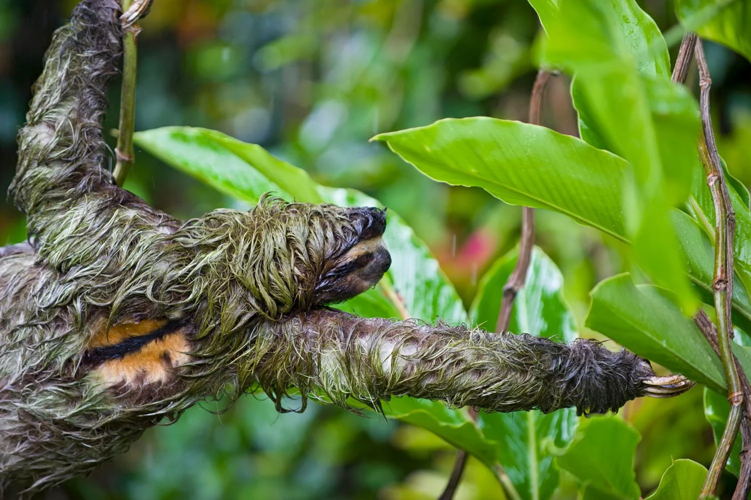 Why Do Male Sloths Have an Orange Patch on Their Back? Scientists May ...
