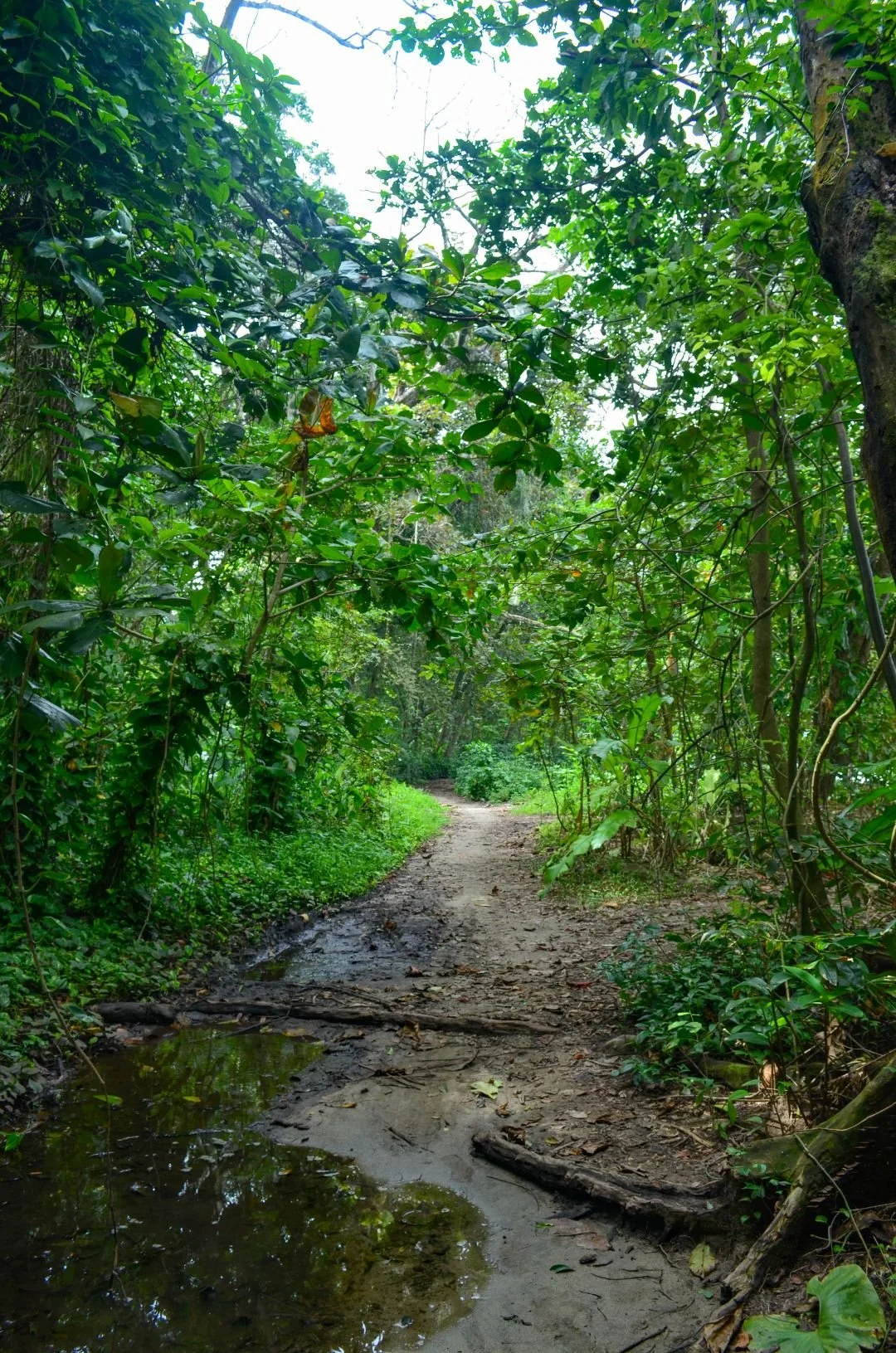Excursões em Puerto Viejo, Costa Rica: Trilho Wolaba – Passeio para observação de preguiças (9).jpg
