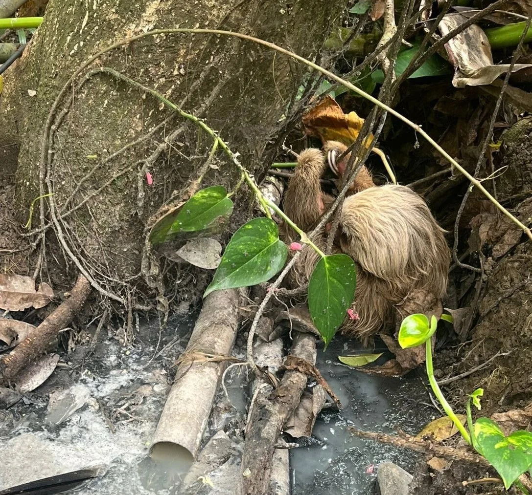 A Month Of Rescues | February ‘26