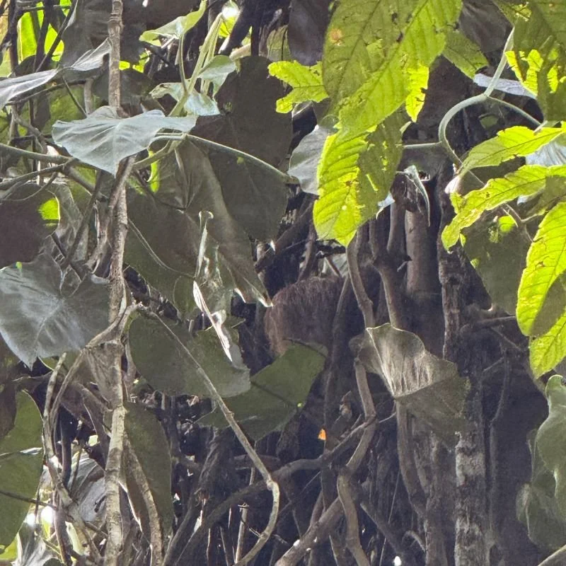 Sloth hidden