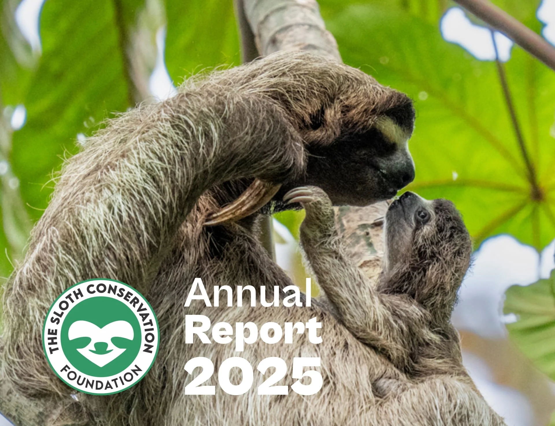 Annual Report 2025