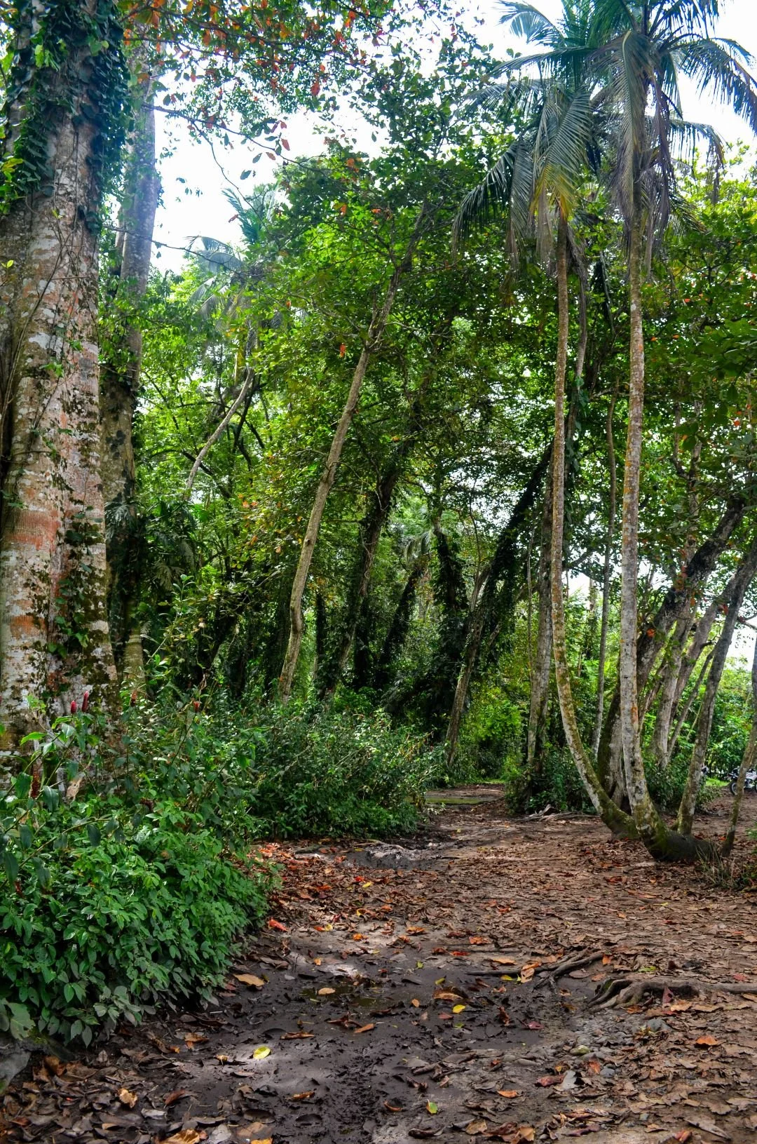 Excursões em Puerto Viejo, Costa Rica: Trilho Wolaba – Passeio para observação de preguiças (6).jpg