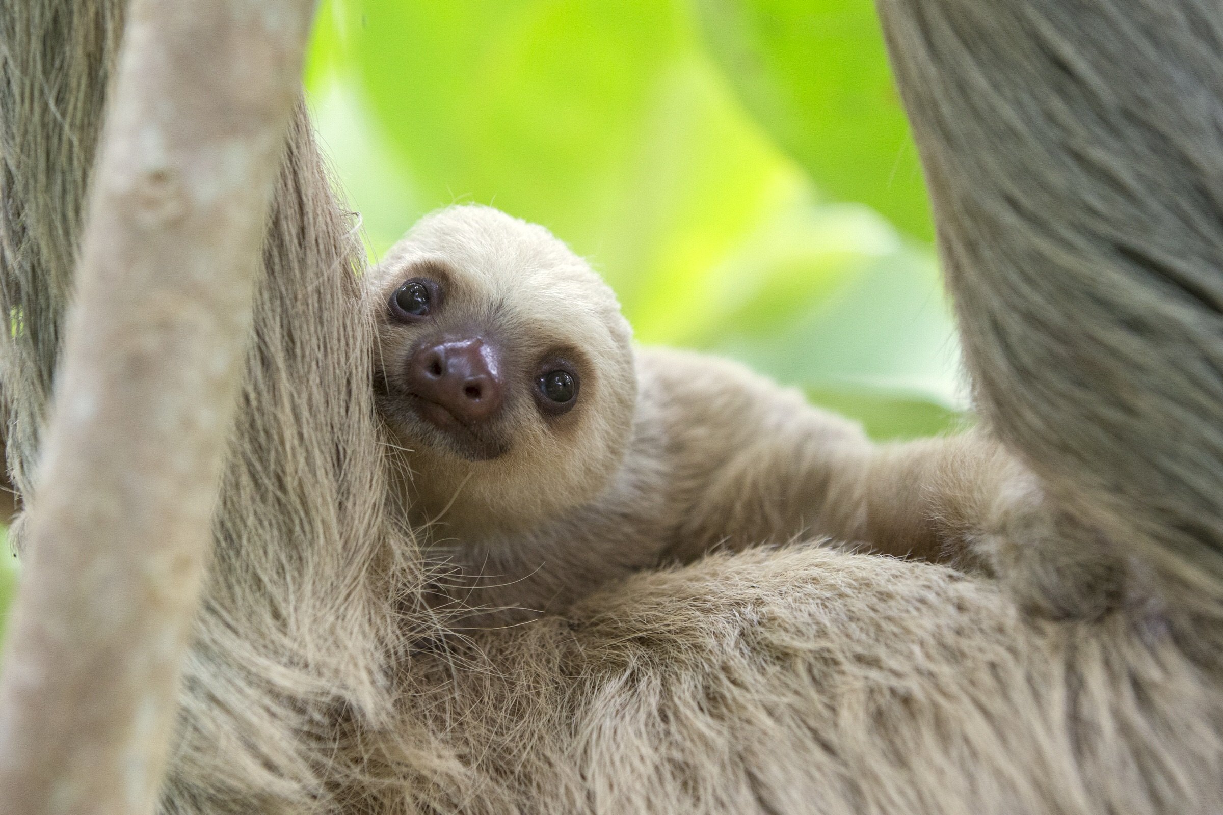 A baby sloth clinging to its mother's fur, looking up.