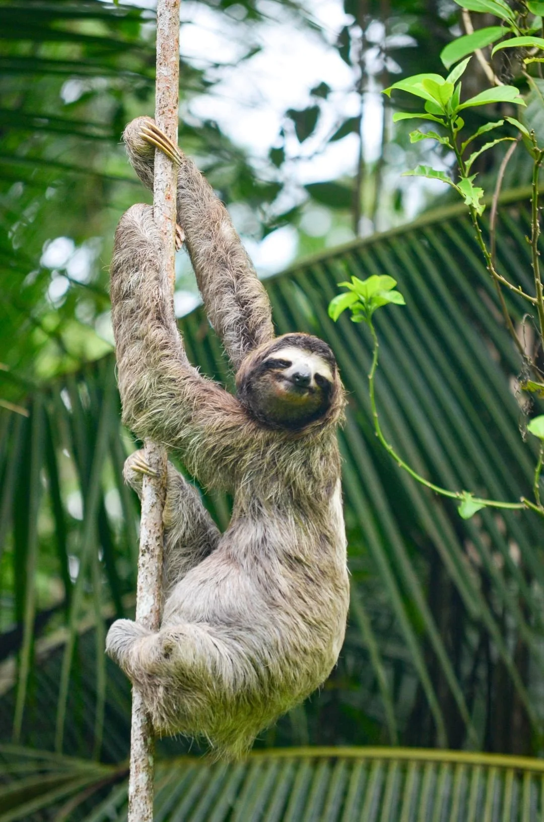Excursões em Puerto Viejo, Costa Rica: Trilho Wolaba – Passeio para observar preguiças (2).jpg