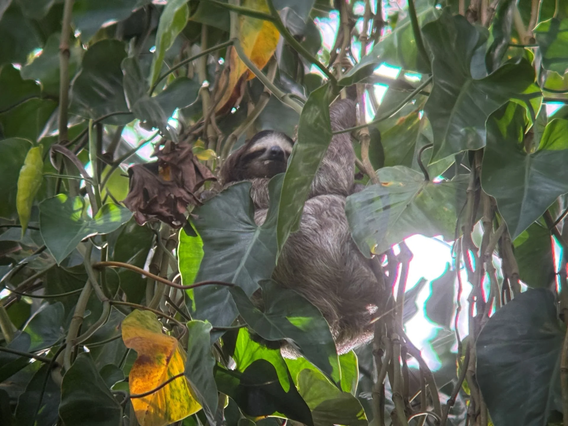 Chubby, Curious, and High in the Canopy | January 2026 — The Sloth ...