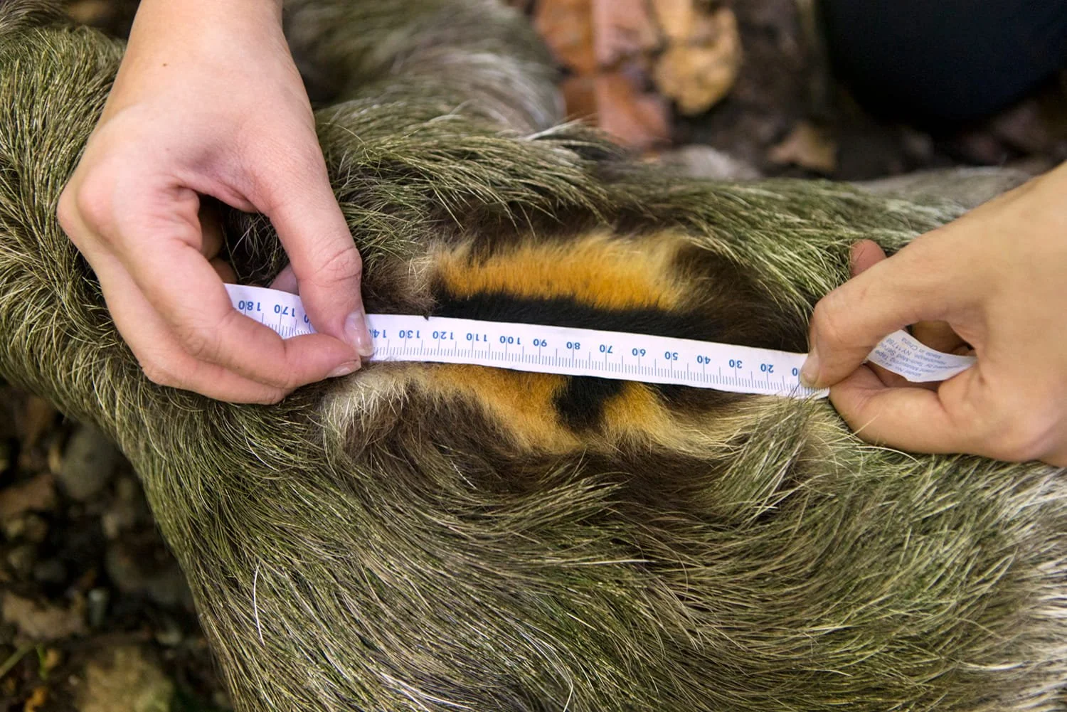 Why Do Male Sloths Have an Orange Patch on Their Back? Scientists May ...