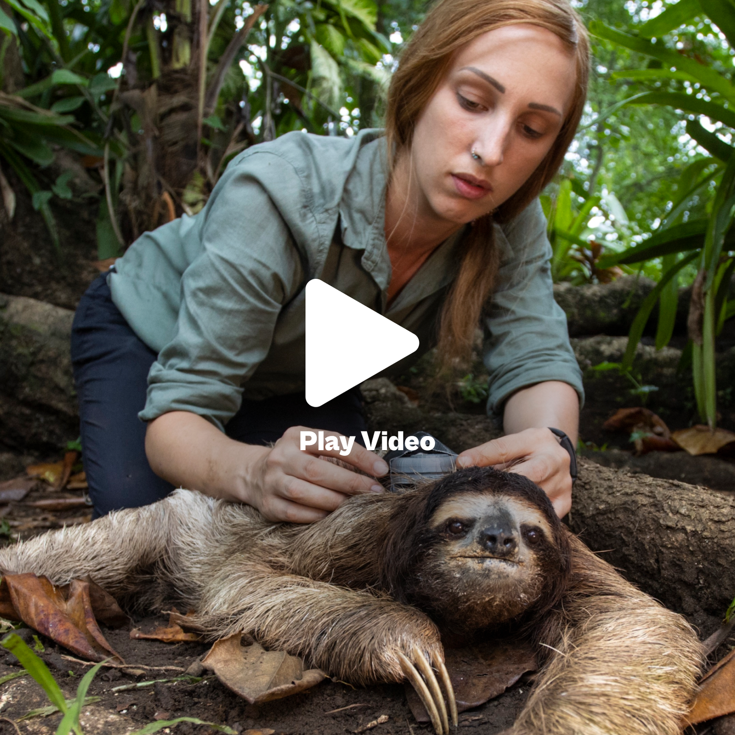 Wwf Sloth The Sloth Conservation Foundation