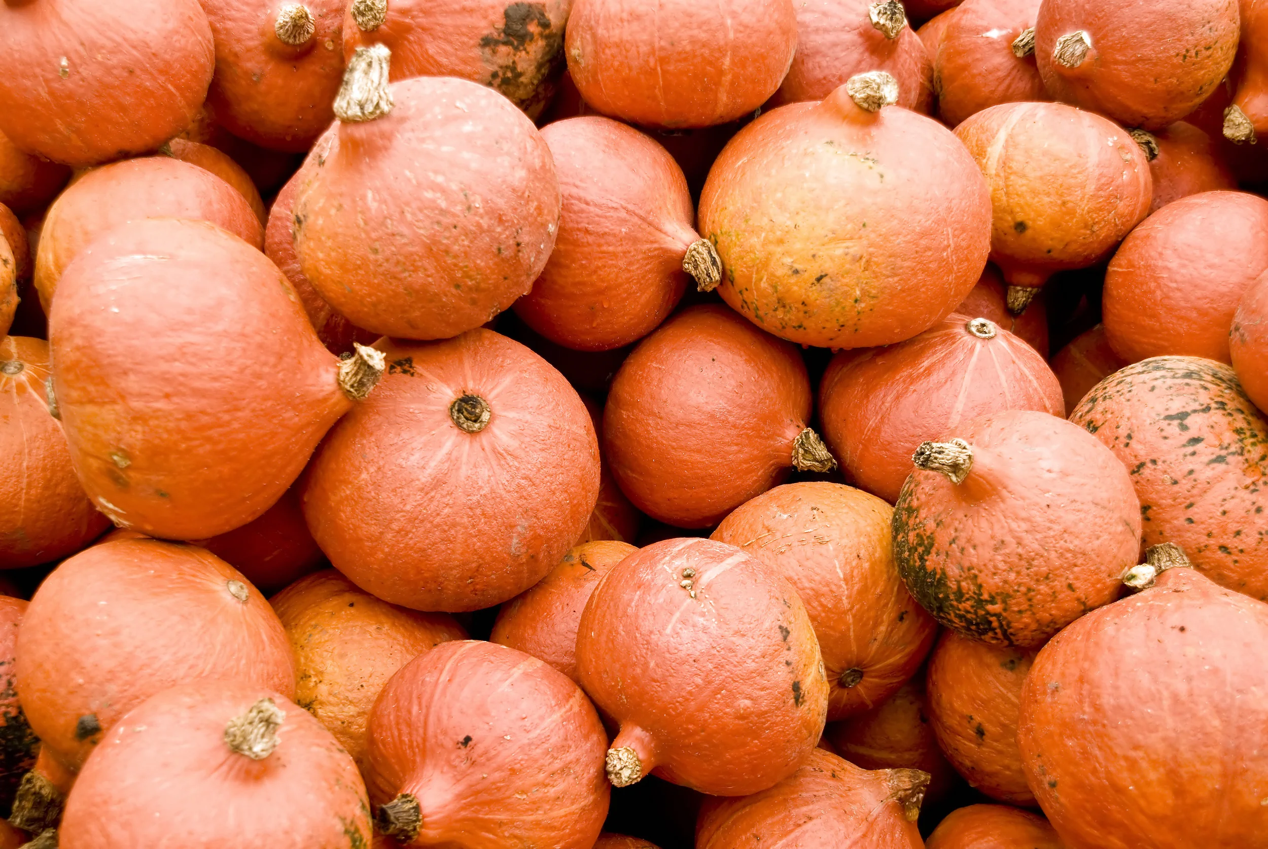 Get Ready for Butternut Squash