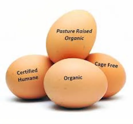 Which Egg Should I Buy?