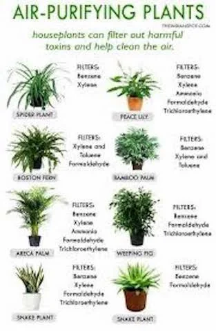 Air Purifying Plants for Home