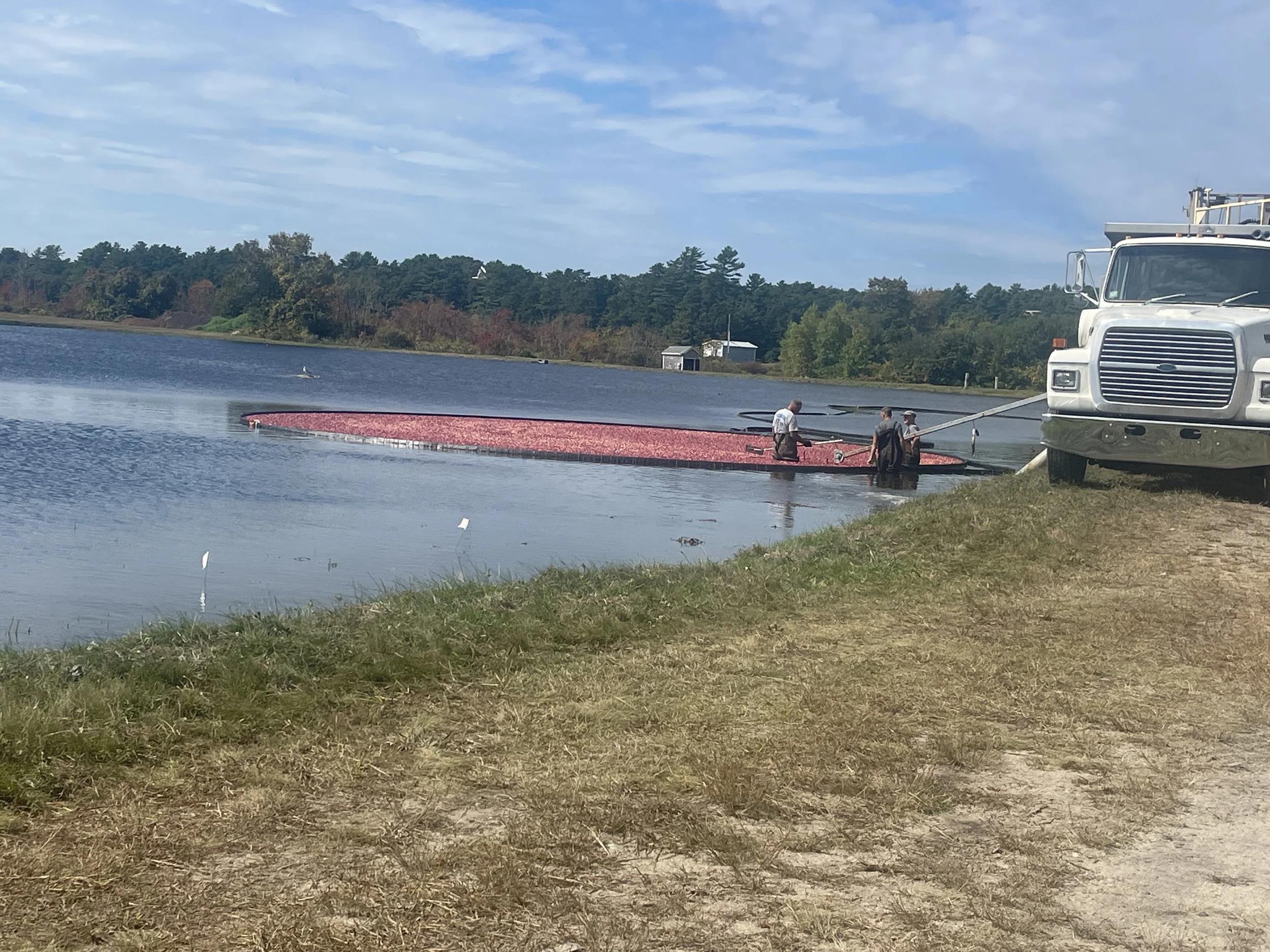 Cranberry Season Is Here