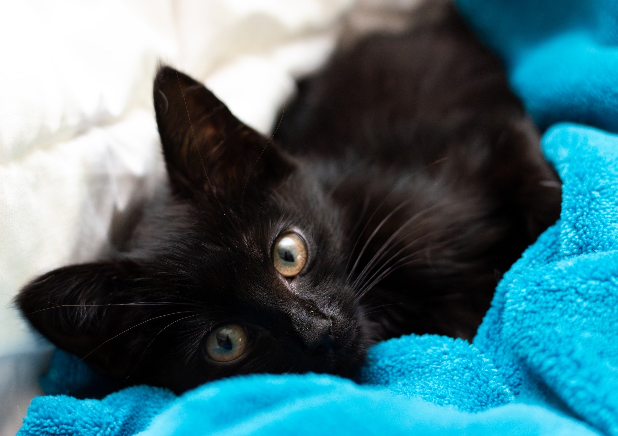 Midnite the black cat
