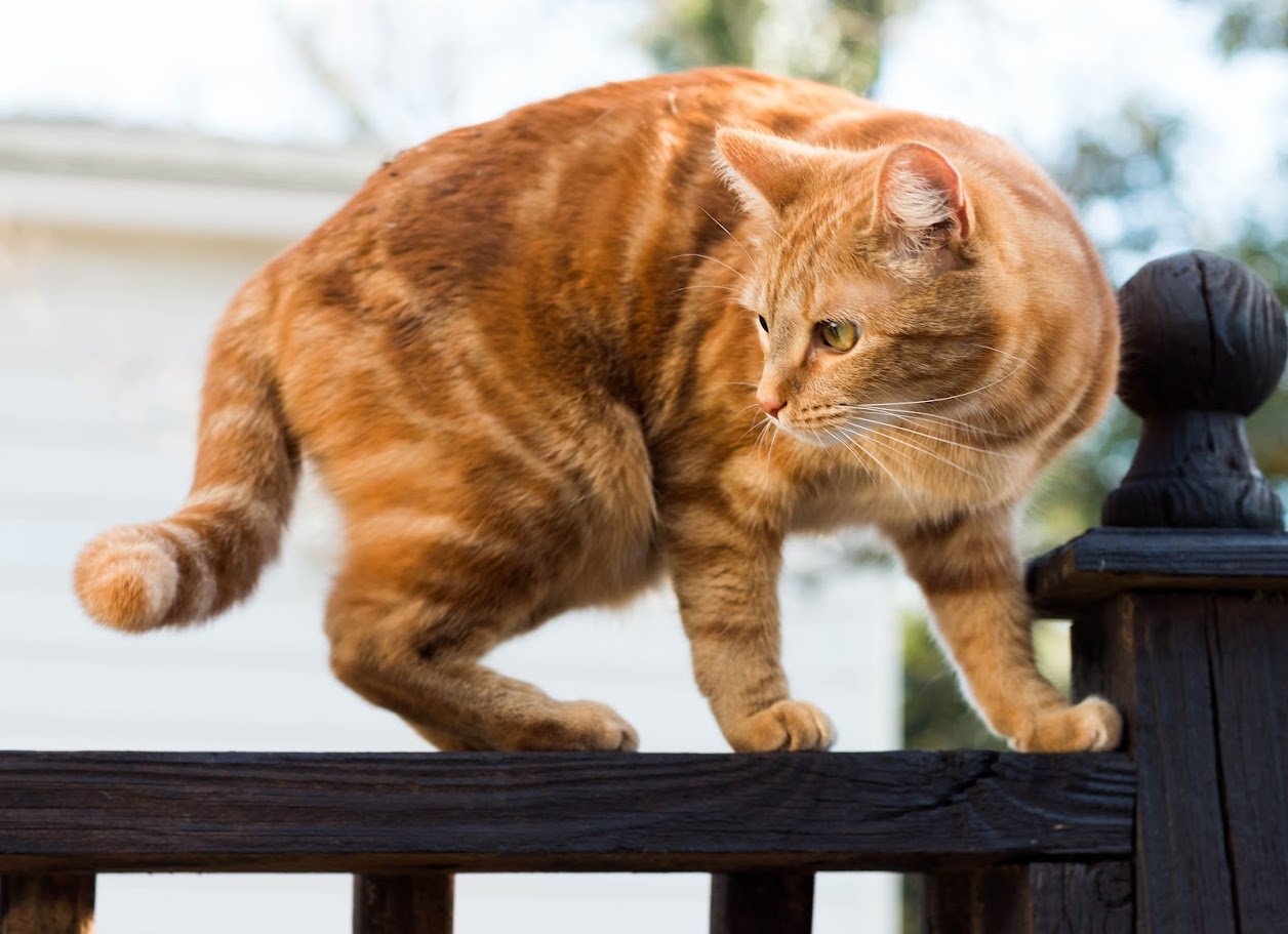 Ready to pounce