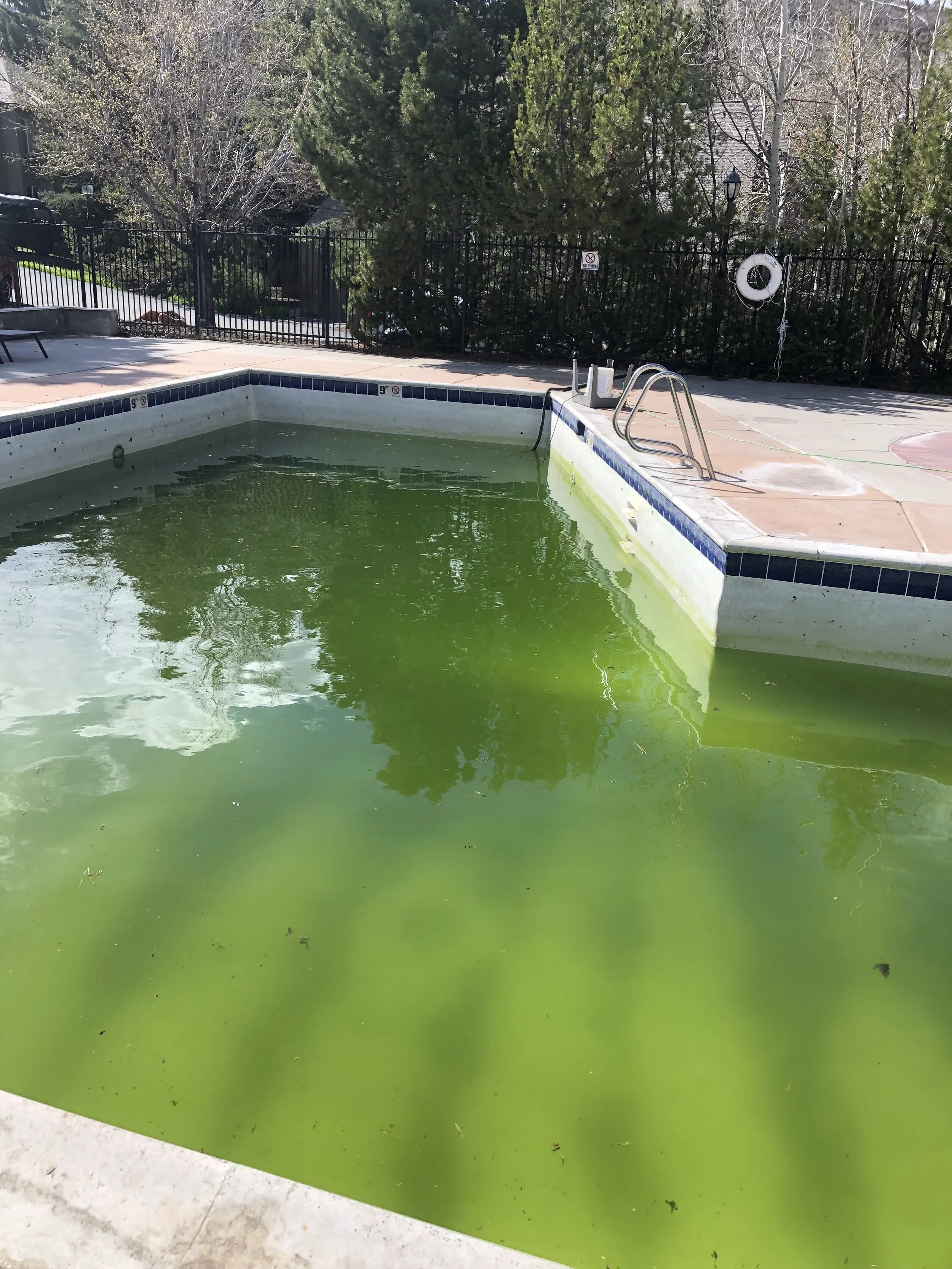 Before picture of large pool with green water and debris.