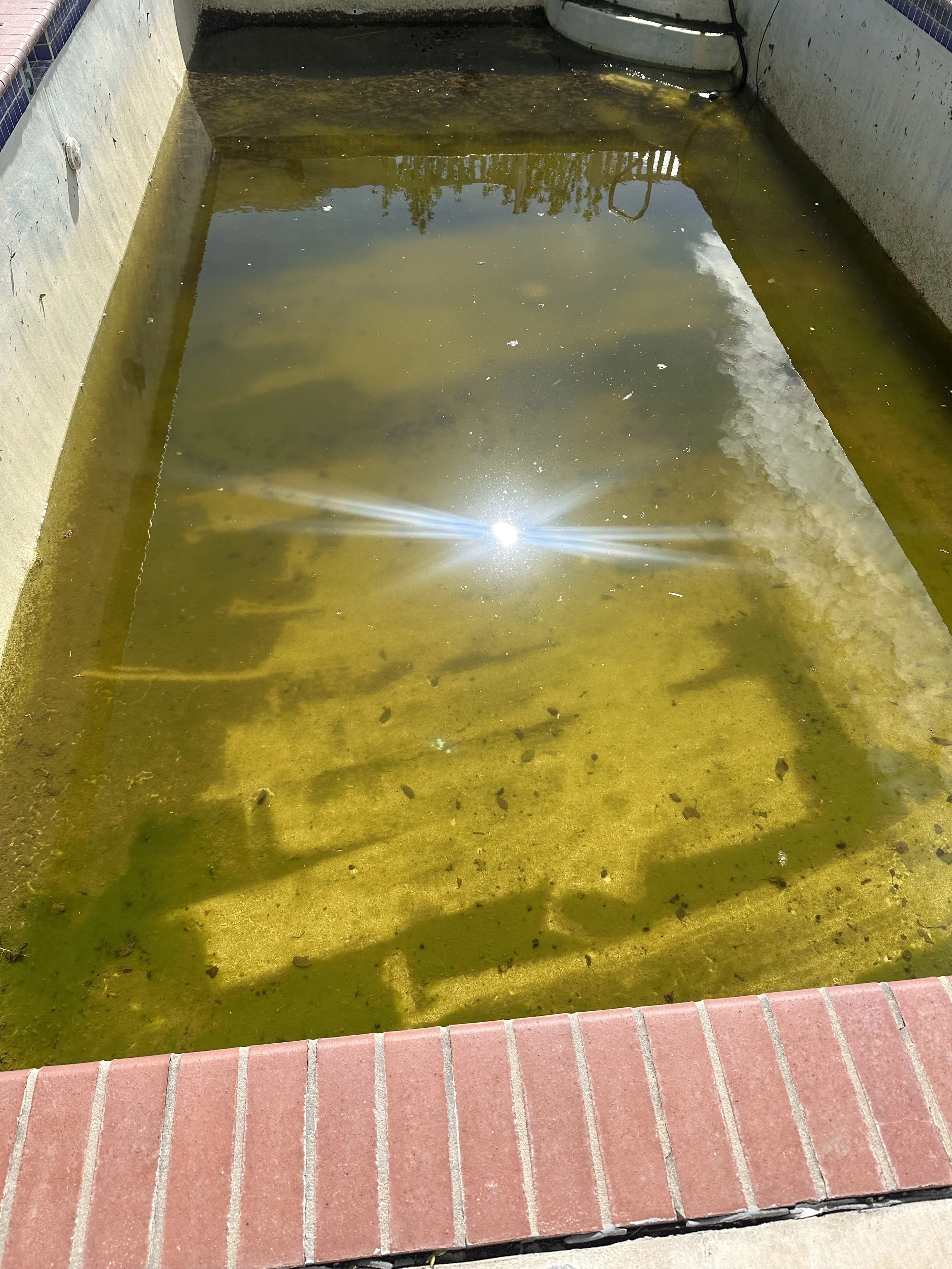Before picture showing dirty water and debris in bottom of pool.