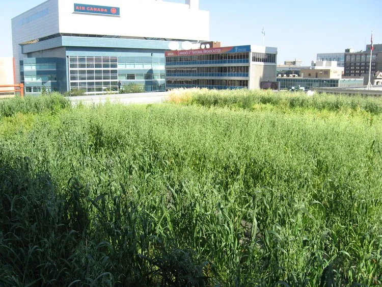Manitoba Hydro Head Office