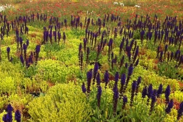 Field of green and yellow succulents with purple flowering spikes.