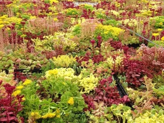 Various colorful succulents on display in a garden center.