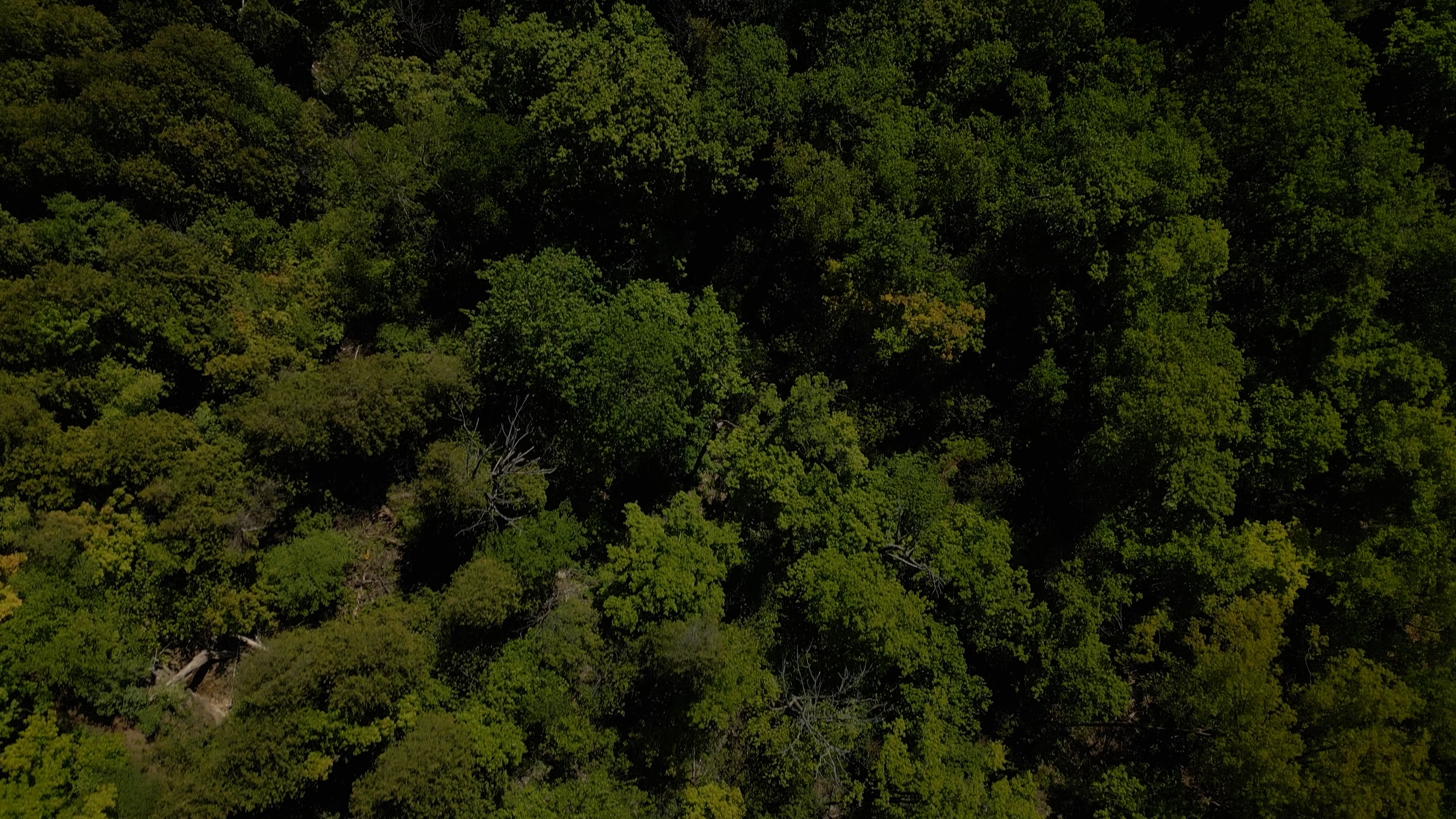 4K AERIAL FARM ROWS FLY FORWARD AND UP.00_01_45_14.Still011.png